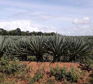 Sisalplantage auf dem Weg in den Busch