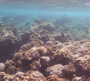 Korallen am Tulip Resort