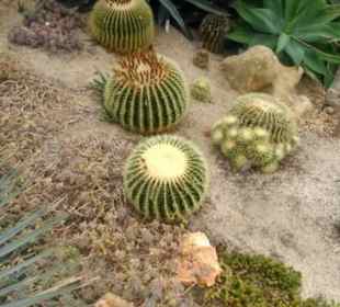 Schwiegermutter Sessel Kaktus