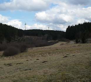Blick ins Tal, in 2 Wochen voller Narzissen