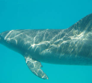 Delfin