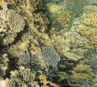 Fische im Hausriff Tulip Resort