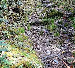 Podocarpus Nationalpark