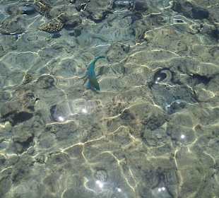 Fauna červeného mora 