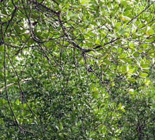 Überall singen Vögel