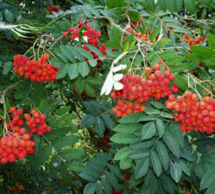 Rundgang durch das Arboretum Wildeshausen