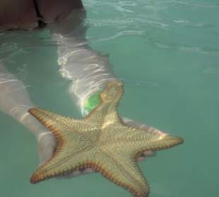 Piscina Natural- Seestern