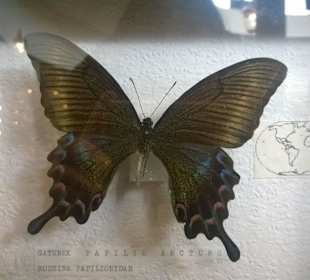 Wystawa najpiękniejszych, wyselekcjonowanych motyli