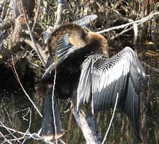Everglades National Park: Anhinga Trail