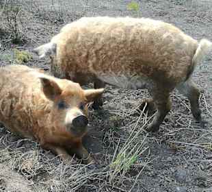 Wollschweine im Tiergehege