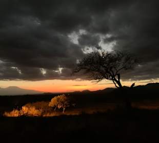 Julius Tact / JT Safaris 