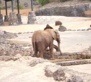Oasis Park - ein Muss für Naturliebhaber