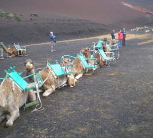 Wielbłady przy wulkanie