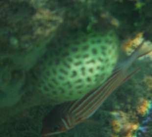 Unterwasseraufnahme am Hausriff