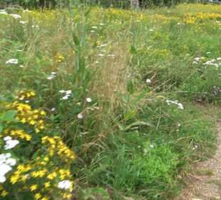 ALB-GOLD Naturgarten