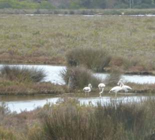 Flamingos im Naturpark Ria Formosa