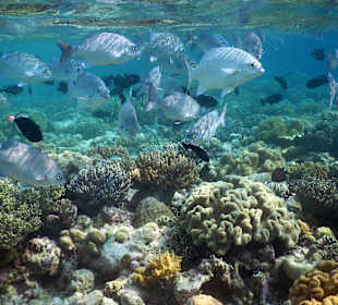 Viel los am Hausriff