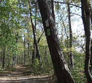 Premiumwanderweg hochgehkeltert Neuffen