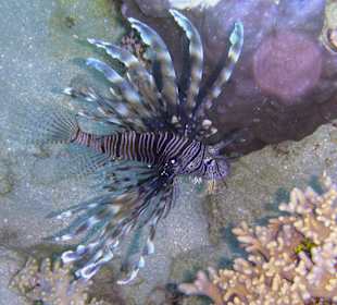 Podwodne życie w Abu Dabab