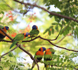 Kakadus - Nähe Kakadu National Park