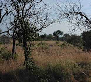 Krüger Nationalpark