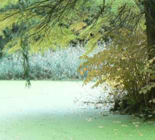 Englischer Garten