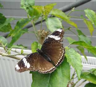 Schmetterling