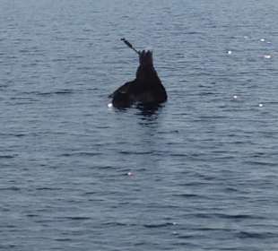 Neptun