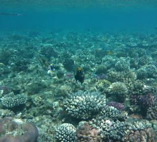 Picassodrücker und Nasendoktorfisch