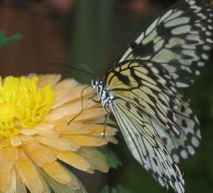 Schmetterling (2)