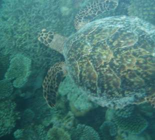 Turtle am Hausriff