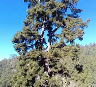 Teide Nationalpark in Las Canadas del Teide