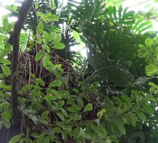 Tropicarium