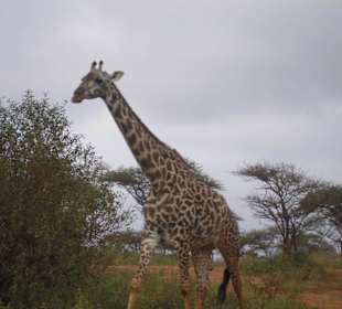 Giraffe im Tsavo Ost NP