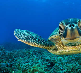 Side Ausflug: Tauchen