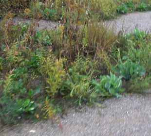 Garten Großbritanien