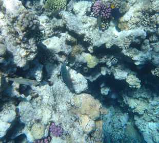 Unterwasserwelt Bootstour Utopia