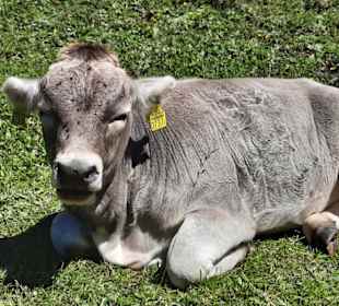 Gäste auf der Wiese am Weg