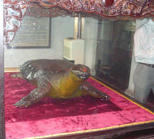 Präparierte Schildkröte