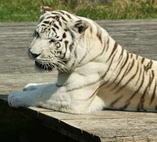 Kameltheater & Weißer Hof