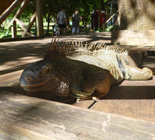 Sonnenhungriger Kumpel!