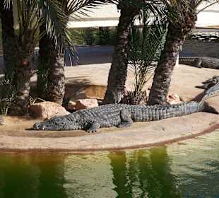 Krokodilfarm Animalia