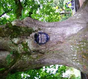 Viktoria - Linde 1862