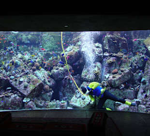 Aquarien im Lost Chambers
