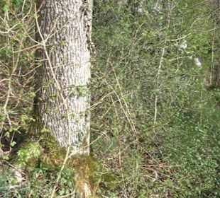 Wanderweg Hochgehswiggert