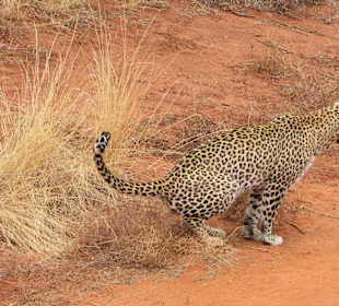 African Bush and Beach Adventures