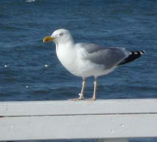 Möwe an der Seebrücke