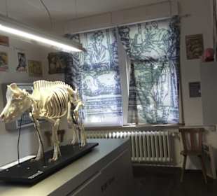 SchweineMuseum