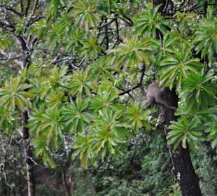 Tiger Cave Tempel (Wat Tham Sua)
