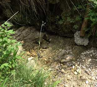 Schlichemquelle Tieringen